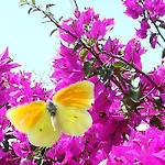 度假居 Lemon Tree