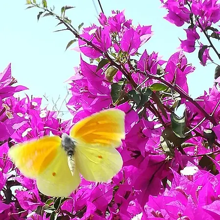 Hébergement de vacances Lemon Tree