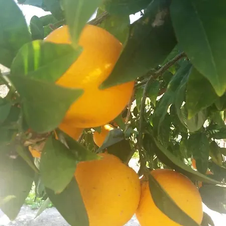 Lemon Tree
