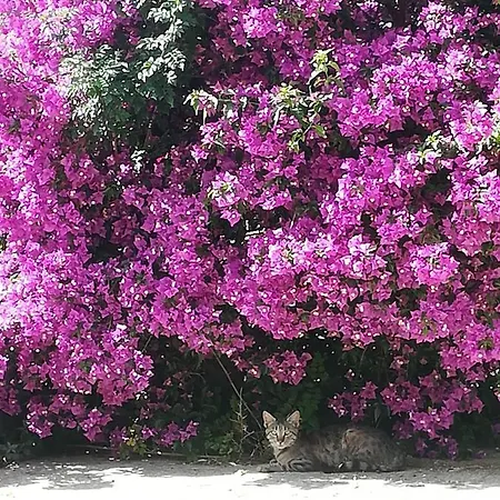 Lemon Tree Hébergement de vacances Foinikounda
