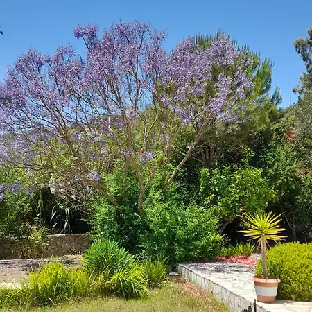 Holiday home Lemon Tree