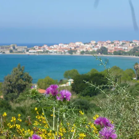 Lemon Tree * Foinikounda