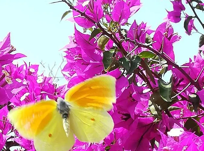 Σπίτι διακοπών Lemon Tree